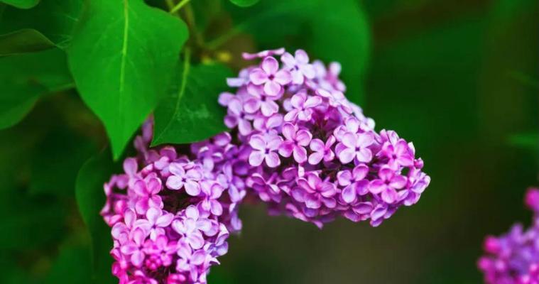 紫色丁香花的花语（探索紫色丁香花的花语之谜）