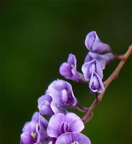 紫色丁香花的花语（探索紫色丁香花的花语之谜）