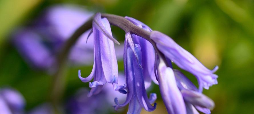 风信子花语（探索风信子花语）