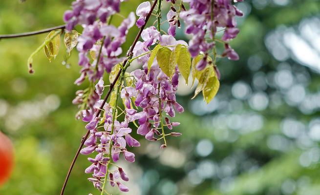 紫藤花的寓意与传说故事（探索紫藤花背后的神秘与浪漫）