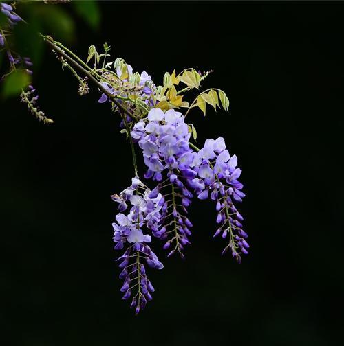 紫藤花的寓意与传说故事（探索紫藤花背后的神秘与浪漫）