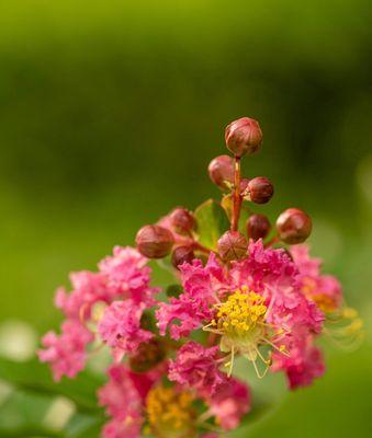 紫薇花的花语与传说（探寻紫薇花的寓意和神秘传说）