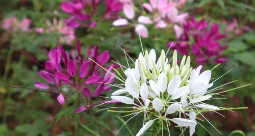 醉蝶花（花语传递情感）