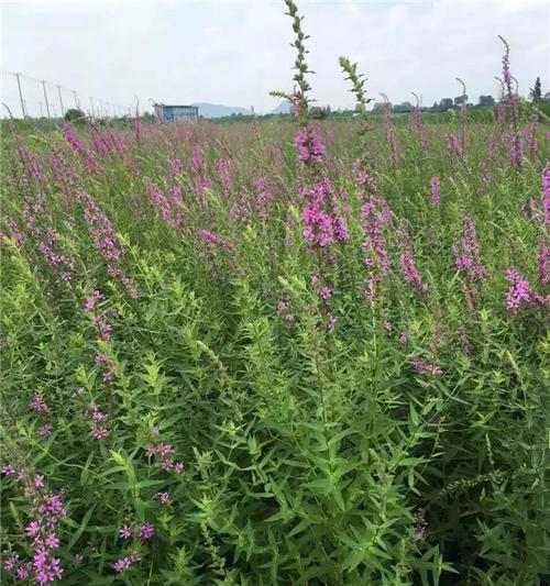 醉鱼草的花语与文化背景（探寻醉鱼草的花语及其传承至今的文化背景）