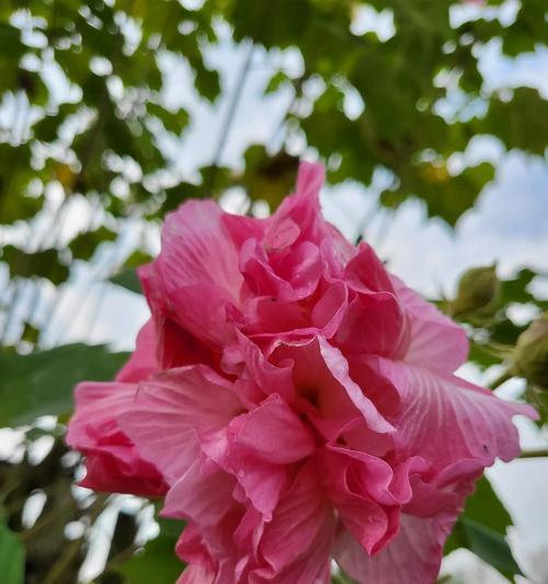 白芙蓉花的寓意与象征（解读白芙蓉花的美丽与意义）