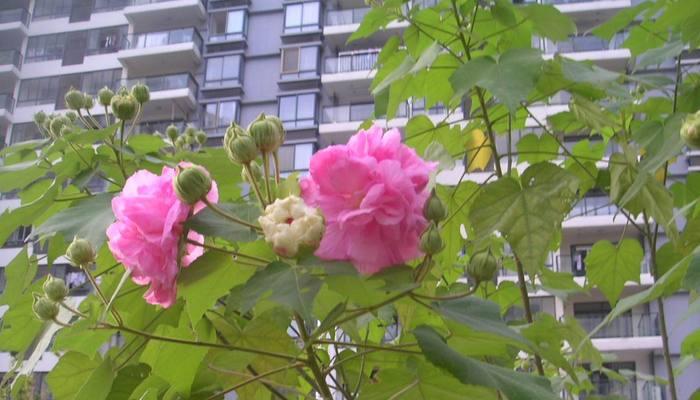 白芙蓉花的寓意与象征（解读白芙蓉花的美丽与意义）