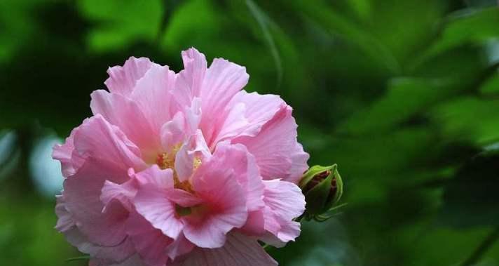 芙蓉花（探寻芙蓉花的花语及其代表意义）