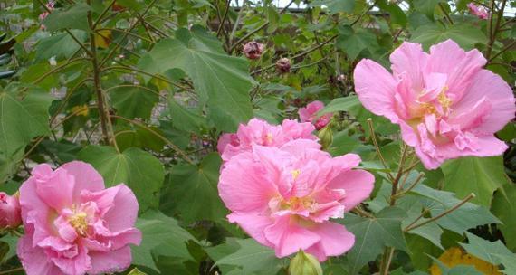 芙蓉花（探寻芙蓉花的花语及其代表意义）