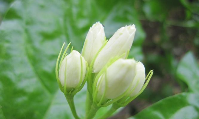 茉莉花的花语和故事（馨香婉约的茉莉花散发着什么样的意义）