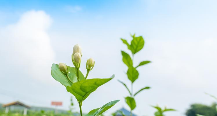 茉莉花的美丽与象征之道（探寻茉莉花的外貌与深层含义）