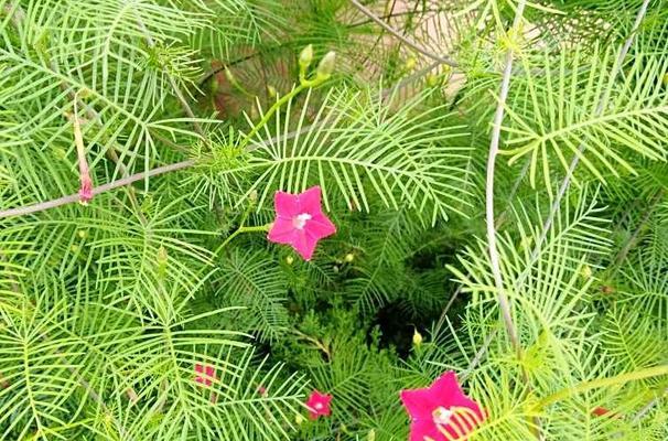 茑萝花的花语与寓意（送给特定人群的花束选择与建议）