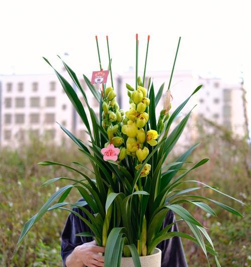 蕙兰花的花语与象征意义（探索蕙兰花的深层含义）