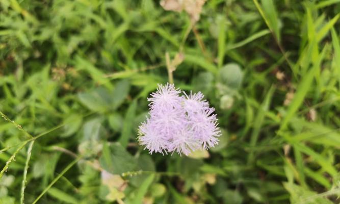 藿香蓟的花语和传说（探寻藿香蓟花的秘密与魅力）