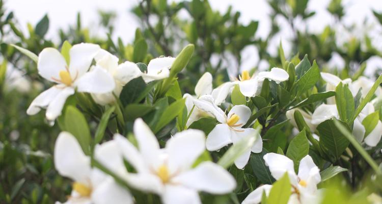 栀子花的花语传递着无尽的情感（探秘栀子花的花期与花语）