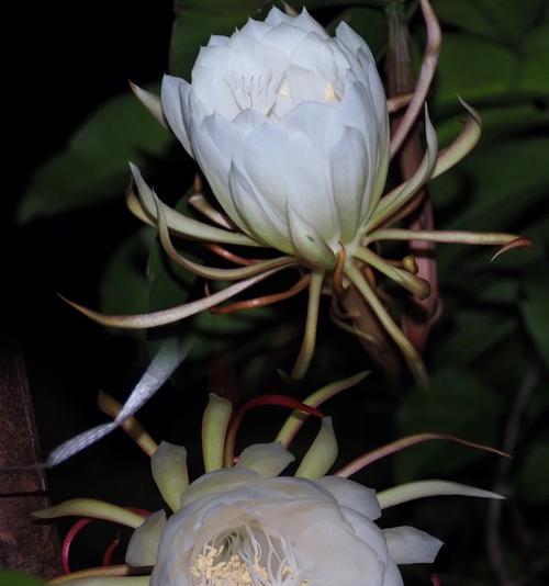 以昙花寓意十二生肖（神奇的昙花与生肖的深刻含义）