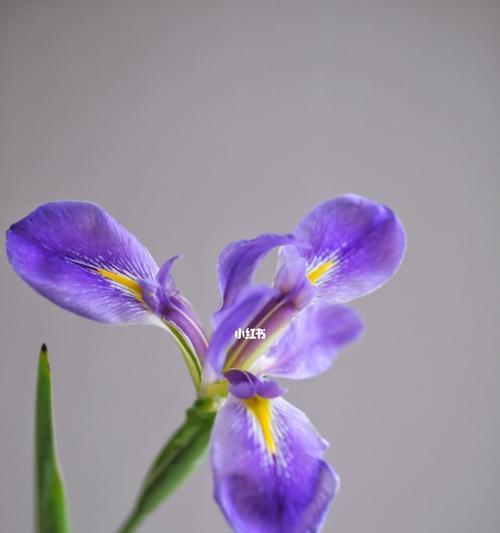 鸢尾花的花语及其象征意义（鸢尾花的美丽之谜与文化传承）