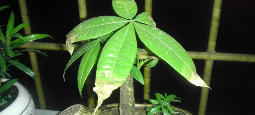 如何选择适合发财树的土壤（让您的发财树茁壮成长的关键是土壤）