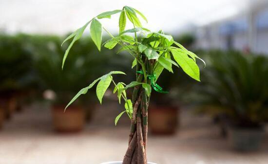 阳光加持，发财树茁壮成长（探秘发财树喜阳光的奥秘）