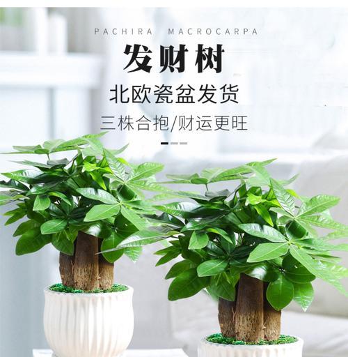 发财树室内外种植全攻略（室内外种植发财树的优缺点及养护技巧）