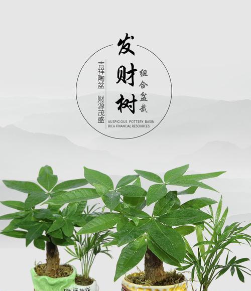 如何栽种发财树（栽种方法和注意事项）