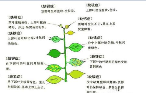 如何正确摘心打顶发财树（发财树摘心打顶的时间和方法）