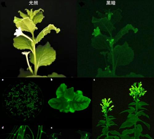 探索神奇的发光植物世界（揭秘发光植物的生态奥秘与科学原理）