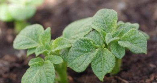 种植发芽土豆的盆栽技巧（从选种到收获）