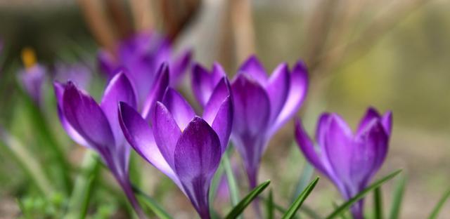 番红花花期全解析（探究番红花开花时间）