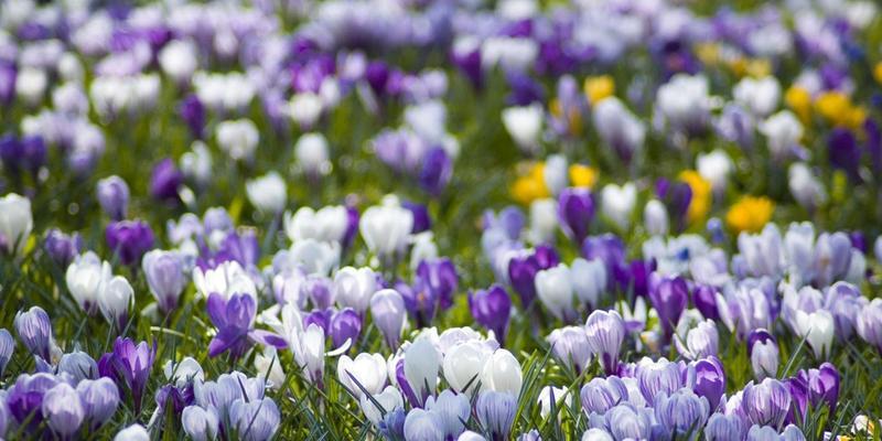 番红花花期全解析（探究番红花开花时间）