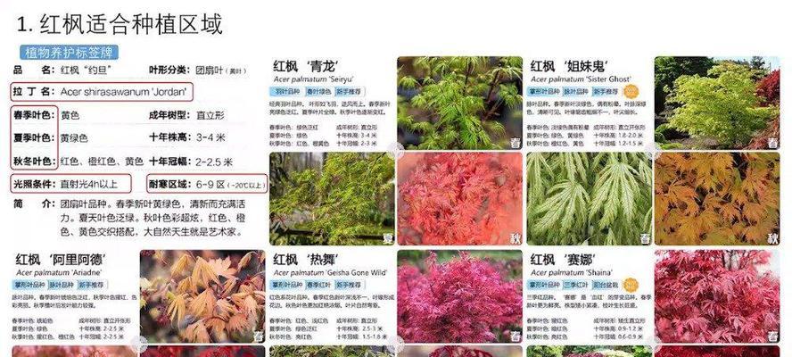 如何保存和种植番红花种球（保存技巧）