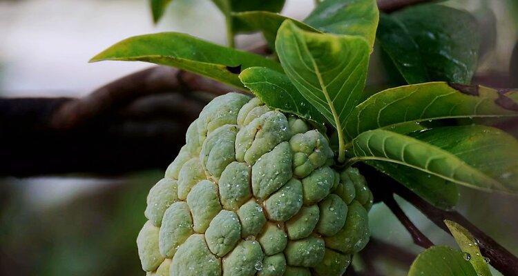 番荔枝开花时间的研究（探讨番荔枝的生长特点及适宜环境条件）