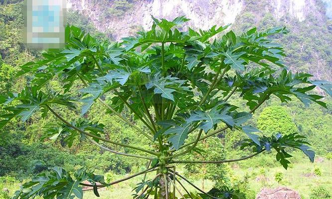 番木瓜——成熟只需几年的神奇果树（一个生长周期不到5年的种植宝藏）