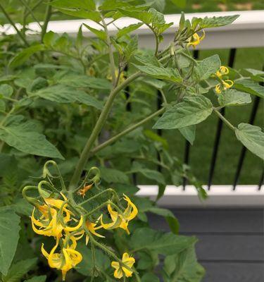 番茄开花结果的时间及关键因素剖析（从种植环境到品种选择）