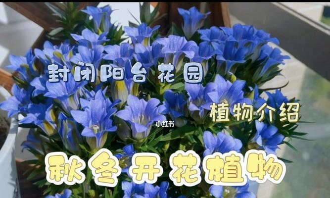 龙胆花的花语：喜欢看忧伤时的你？如何表达这种独特情感？