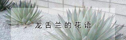 龙舌兰花语是什么？了解其独特含义和象征意义？