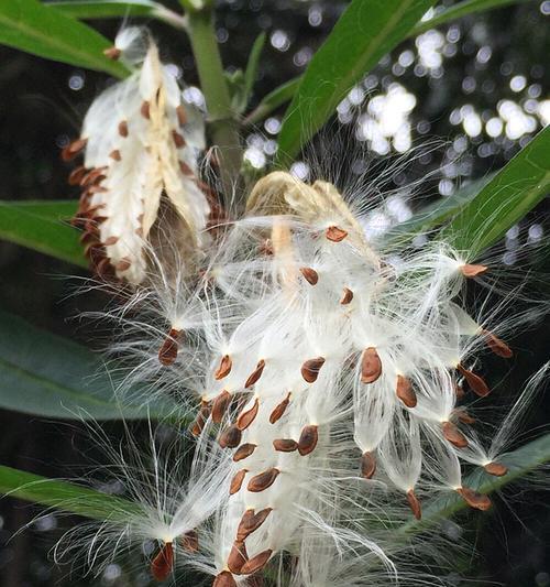 玛格丽特植物有种子吗？如何正确收集和种植？