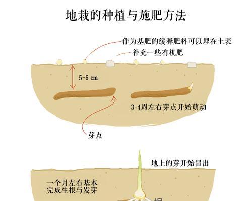 玛格丽特浇水方法是什么？如何正确进行浇水？