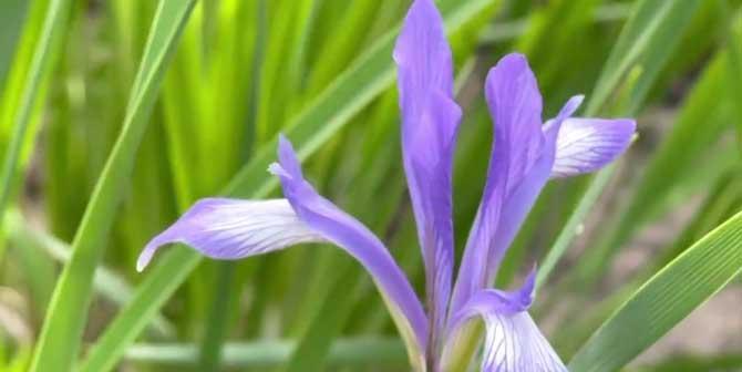 马兰花花语是什么？了解马兰花的象征意义和文化背景？