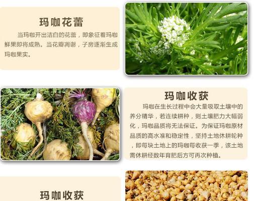 玛咖属于什么植物类别？玛咖的分类和特性有哪些？