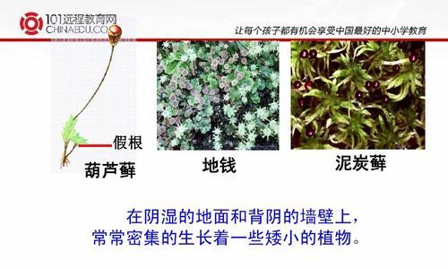 马鞭草和薰衣草有什么区别？如何区分它们的特性？