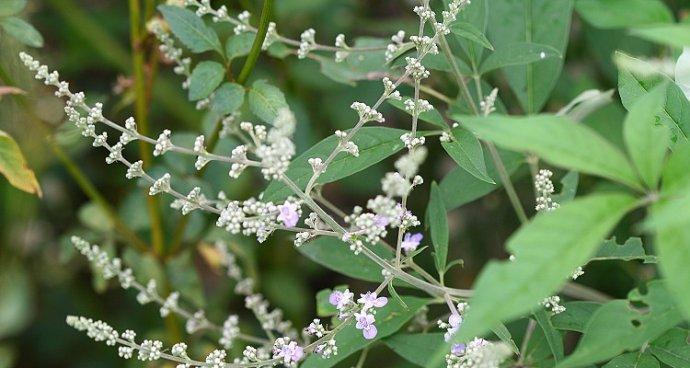 马鞭草科植物有哪些种类？它们的特性是什么？