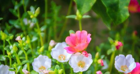 马齿苋的花颜色和形状是什么？如何识别马齿苋的花？