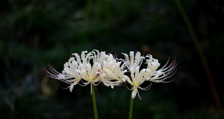 曼陀罗花的花语传说是什么？如何解读其神秘含义？