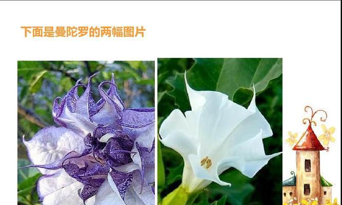 曼陀罗花花语是什么？曼陀罗花传说有哪些？