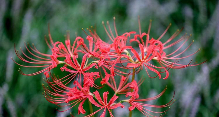 曼珠沙华的花语是什么？如何解读这种神秘花朵的含义？