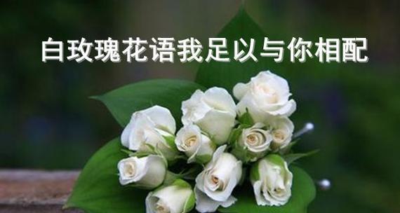 玫瑰的花语与寓意是什么？如何根据朵数选择合适的玫瑰？