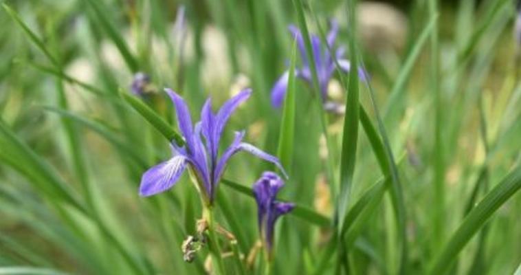 马兰花什么时候开花？一年能开几次花？