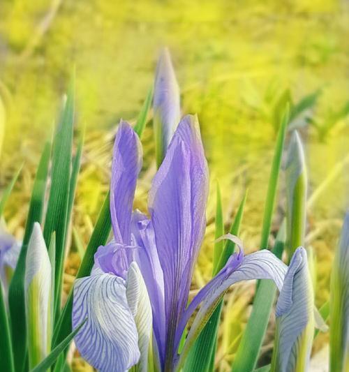 马兰花最佳种植季节是什么时候？种植时应注意哪些问题？