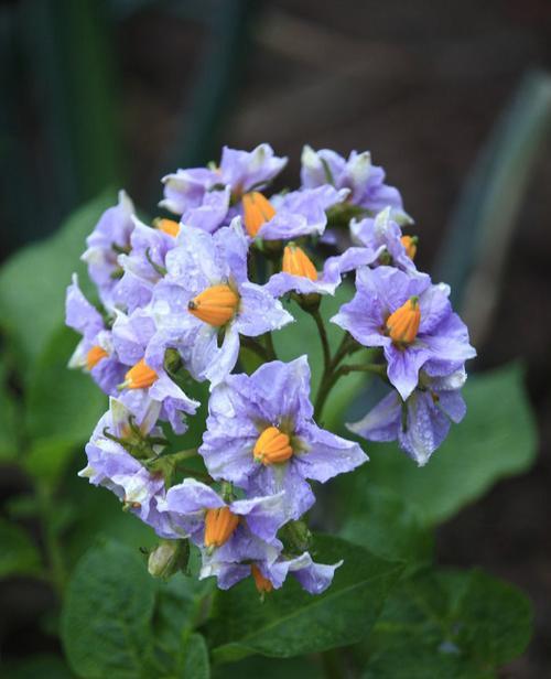 马铃薯会开花吗？属于开花植物吗？