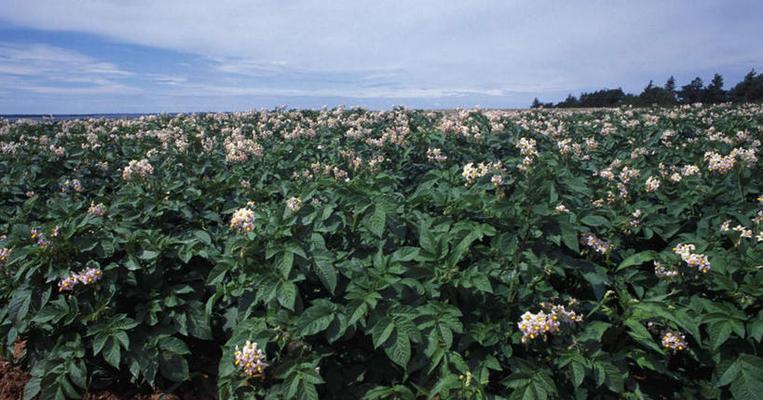 马铃薯是什么植物？它的起源和种植方法是什么？